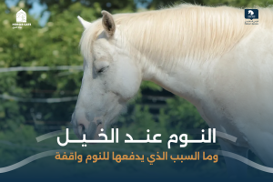 بوابة الخيل  