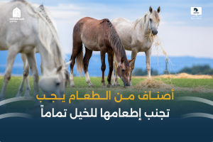 بوابة الخيل  