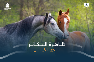 بوابة الخيل  