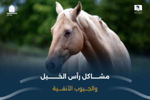 بوابة الخيل  