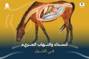 بوابة الخيل  