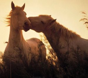 بوابة الخيل