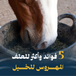 5 فوائد وأكثر للعلف المهروس للخيل