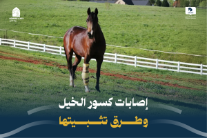 بوابة الخيل  إصابات كسور الخيل وطرق تثبيتها