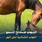 التهاب صفائح النمو / التهاب المشاشية لدى المهر 2024
