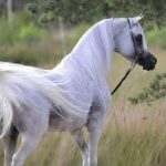 بوابة الخيل  
