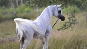 بوابة الخيل  