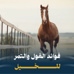 فوائد الفول والتمر للخيل 2024