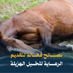 العناية بالخيل الهزيلة تتطلب اهتمامًا خاصًا لضمان استعادتها للصحة والقوة. الخيل الهزيلة قد تواجه صعوبات في العديد من جوانب حياتها، بدءًا من التغذية وحتى الرعاية البيطرية. هنا نقدم لك دليلًا مفصلًا حول كيفية تقديم الرعاية الأمثل لخيلك الهزيل: تتطلب عملية تأهيل الخيل الهزيلة أكثر من مجرد توفير الرعاية الأساسية؛ فهي تشمل أيضًا استعادة صحة الجسم والعقل لهذه الحيوانات التي تعرضت للتخلي. تبدأ العملية بفحص شامل يشمل تقييمًا من أطباء بيطريين، وحدادين، وأطباء أسنان، وأخصائيين في العلاج الطبيعي، لتحديد احتياجات التحسين الضرورية. يُوصى بتوثيق حالة الخيل من خلال التصوير لمتابعة تطور حالته بمرور الوقت. إرشادات عامة لرعاية الخيل الهزيلة العناية اليومية بالخيل تحتاج الخيل إلى رعاية يومية للحفاظ على صحتها وراحتها، بما في ذلك تنظيف الفرو والجلد والعناية بالحوافر. من الضروري تجنب إعادة الخيل إلى الحقل بفرو رطب بعد الاستحمام، حيث يمكن أن يؤدي ذلك إلى تراكم الأوساخ وزيادة خطر الإصابة بالعدوى. التغذية السليمة سوء التغذية يؤثر بشكل كبير على الخيل، حيث يبدأ الجسم في استخدام مخازن الدهون والكربوهيدرات كمصدر للطاقة. عند استنفاد هذه المخازن، يتجه الجسم إلى تكسير البروتينات الخاصة به، مما يؤدي إلى ضعف القلب والعضلات الهيكلية والجهاز الهضمي. وفقًا للمبادئ التوجيهية للتغذية التي وضعها الدكتور ستول من جامعة كاليفورنيا-ديفيس، يجب اتباع خطوات محددة عند التعامل مع حصان ناقص الوزن. أولاً، يجب وضع الحصان في مكان آمن وتوفير الماء الكافي له. من الضروري تجنب إطعام الحبوب، وفحص الحصان لدى طبيب بيطري في أقرب وقت ممكن. يُفضل تقديم تبن عالي الجودة، مثل البرسيم، مع إطعام رطل واحد من قش البرسيم (حوالي 1/6 شريحة) كل أربع ساعات خلال الأيام الثلاثة الأولى. بالنسبة لاختيار الماء، ينبغي اتباع توصيات الطبيب البيطري. بعد اليوم الثالث، يتم زيادة كمية القش تدريجيًا إلى ما يزيد قليلاً عن 4 أرطال كل ثماني ساعات حتى اليوم العاشر. بعد ذلك، يمكن إطعام الحصان كمية التبن التي يفضلها، وتقليل التغذية إلى مرتين يوميًا مع توفير كتلة الملح. تتطلب التغذية السليمة توفير مصادر غذائية متنوعة تلبي احتياجات الخيل من البروتين والألياف والفيتامينات والمعادن. في حالات تضخم البطن بسبب زيادة استهلاك العشب، يُفضل تقليل كمية العشب وزيادة القش كمصدر للألياف لتجنب المشكلات الهضمية. التمارين الرياضية تُعد التمارين الرياضية جزءًا أساسيًا من الرعاية الصحية للخيل، حيث تساهم في بناء العضلات وتعزيز اللياقة البدنية والصحة العامة. من المهم تنويع التمارين بين التمشية والركوب والتدريبات الأخرى بانتظام لضمان صحة وسلامة الخيل. المكملات المعدنية يمكن أن تساعد المكملات المعدنية في تحسين التغذية وتعزيز صحة الخيل. يُوصى باستشارة الطبيب البيطري لتحديد الاحتياجات الخاصة بالخيل وتحديد الجرعات المناسبة وطرق تناول المكملات. توفير الوصول إلى العشب الطازج يعتبر أمرًا حيويًا لصحة الخيل، خاصة خلال مراحل النمو والتطور. ومع ذلك، يجب توخي الحذر من التغيرات المفاجئة في النظام الغذائي، حيث يمكن أن يؤدي زيادة استهلاك العشب الطازج بشكل مفاجئ إلى مشاكل هضمية مثل الكوليك والإسهال. استخدام شبكة التبن يعد طريقة فعالة لتنظيم استهلاك الطعام، مما يساعد في الحفاظ على نظام هضمي صحي ويقلل من خطر الانتفاخ المعوي. يُفضل تقديم كميات صغيرة من الطعام بشكل متكرر للخيول، مع التأكد من تلبية احتياجاتها الغذائية من خلال تغذية متوازنة. التعامل مع الخيل المصابة بالجفاف إذا كانت الخيل تعاني من الجفاف الشديد، وهو ما يتجلى من خلال تمدد الجلد أو بقاء نقطة الكتف مرفوعة لأكثر من 3 ثوانٍ، يجب ترطيبها ببطء. يُفضل تقديم جالون من الماء في كل مرة يتم فيها تقديم التبن، بدلاً من السماح لهم بحرية اختيار الماء على الفور. بعد يوم كامل من هذه الطريقة في الترطيب، يمكن منح الخيل حرية اختيار الماء إذا لم تظهر عليها علامات الجفاف. أما إذا كانت الخيل لا تعاني من الجفاف، فيمكن السماح لها باختيار الماء بحرية منذ البداية. تُفضل استخدام تبن جيد النوعية، مثل خليط البرسيم. يمكن شراء مكعبات البرسيم من متاجر الإمدادات الزراعية، وإذا كانت الخيل تعاني من سوء تغذية حاد، فقد يكون من المفيد نقع المكعبات في الماء لتليينها قبل تقديمها. يجب تأجيل تقديم الملح حتى اليوم العاشر للسماح للحصان بالترطيب بشكل صحيح وبدء تناول العناصر الغذائية من القش. تقديم الملح في وقت مبكر قد يسبب مشاكل في التمثيل الغذائي. التخلص من الديدان ورعاية الخيل: يجب تأجيل معالجة الخيل من الديدان في حالات سوء التغذية الحاد حتى تتحسن حالتها العامة وقوتها. في البداية، ينبغي التركيز على تقديم تغذية جيدة في كميات صغيرة على مدار اليوم. بعد أن يظهر تحسن في وزن الخيل وقوتها، يمكن استخدام منتج خفيف للتخلص من الديدان يُفضل متابعة العلاج بعد أسبوعين باستخدام منتج يحتوي على الإيفرمكتين. فيما يتعلق بالرعاية البيطرية، يجب أن يتم تقييم الخيل من قبل طبيب بيطري متخصص بعد فترة قصيرة من تحسين حالتها. يجب على الطبيب البيطري إجراء فحص بدني شامل يتضمن تقييم حالة أسنان الحصان. يُنصح باتباع توصيات الطبيب البيطري المعالج، حيث قد تكون أكثر تحديدًا وملاءمة من المبادئ التوجيهية العامة المذكورة في هذه الوثيقة. باتباع هذه النصائح، يمكنك أن تساهم بشكل كبير في تحسين صحة وقوة خيلك الهزيل، مما سيساعده على العودة إلى حالته المثلى بشكل تدريجي وآمن.