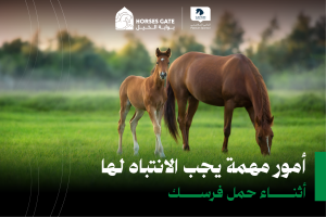 بوابة الخيل  8 أمور مهمة يجب الانتباه لها أثناء حمل فرسك