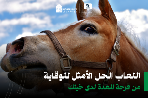 بوابة الخيل  هل تعلم أن لعاب الحصان يشكل حاجزًا طبيعيًا ضد حمض المعدة الذي يسبب قرحة المعدة؟ على عكس البشر، الخيل لا تنتج اللعاب إلا عند المضغ. لذا، ففترات طويلة دون تناول الطعام تزيد من حموضة المعدة، مما يجعل توفير نظام غذائي مناسب وفرص كثيرة للمضغ أمراً ضرورياً لصحة حصانك. في إحدى الدراسات، تبين أن خطر الإصابة بالقرحة غير الغدية يزيد بنحو أربعة أضعاف في الخيل التي تُترك لأكثر من ست ساعات بدون علف، على الرغم من أن هذا الخطر قد يكون أعلى خلال النهار. الخيل التي يمكنها الوصول إلى العلف بحرية تقضي وقتاً أقل في الأكل ليلاً، مما يؤدي إلى انخفاض حموضة المعدة خلال الساعات الأولى من الصباح، سواء كان لديها إمكانية الوصول إلى العلف أم لا. ونظرًا لعدم ممارسة الرياضة أثناء الليل، يقل احتمال تناثر المعدة أيضاً. لذلك، من المهم التفكير في هذه العوامل عند تحديد كيفية تقسيم حصص العلف. إطالة وقت الأكل كلما زادت مدة تناول حصانك للطعام، زاد مضغه وبالتالي زاد إنتاج اللعاب. لزيادة وقت المضغ، يمكنك إطعامه التبن أو القش باستخدام شبكات تبن مزدوجة الطبقات ذات ثقوب صغيرة، مما يساعد على إطالة فترة الأكل. في إحدى الدراسات، وُجد أن استخدام شبكة تبن ذات ثقوب صغيرة زاد من وقت الأكل بمقدار خمس دقائق فقط لكل كيلو جرام من التبن، وهذا يعادل 30 دقيقة إذا تم إطعام 6 كجم من التبن (حوالي ثلاثة أقسام من بالة مستطيلة قياسية). في المقابل، وجدت دراسة أخرى أن استخدام ثلاث شبكات تبن مزدوجة الطبقات يمكن أن يطيل وقت الأكل بساعتين إضافيتين في الليلة عند إطعام 6 كجم من التبن مقارنة باستخدام شبكة واحدة فقط. يمكنك أيضًا تقسيم العلف إلى حصص أصغر أو استخدام "مغذيات بطيئة"، حيث أظهرت الأبحاث الحديثة أن الخيل التي تتغذى على العلف ثلاث مرات في اليوم تكون أقل عرضة للإصابة بقرحة المعدة مقارنة بالخيل التي تتغذى مرتين فقط. الرعي عادةً ما يكون خطر الإصابة بقرحة المعدة أقل لدى الخيل التي ترعى في المراعي. لذا، إذا كان حصانك يعاني من زيادة الوزن أو عرضة لذلك ويحتاج إلى تقليل تناول العشب، يمكنك التفكير في استخدام طرق مثل الرعي الشريطي أو كمامة الرعي. هذه الوسائل قد تسمح لحصانك بقضاء وقت أطول في الحقل مع الحفاظ على وزن مناسب. أمور أخرى يجب مراعاتها: - إذا كان الحصان يتعرض للإجهاد في المراعي، فقد لا يكون الرعي مفيدًا له، لأن الحصان المجهد يتوقف عن الأكل، وإذا كانت معدته فارغة ويشعر بعدم الارتياح، قد يؤدي ذلك إلى رش الحمض داخل المعدة. - يمكن استخدام كمامات الرعي طوال العام بشرط أن يكون طول العشب مناسبًا. إذا كان العشب طويلًا جدًا أو قصيرًا جدًا، قد يواجه الحصان أو المهر صعوبة في الرعي. - قد تحتاج إلى تقييد وصول الخيل التي تعاني من التهاب الصفيحة إلى المراعي أو حتى منعها تمامًا في أوقات معينة من السنة، خاصة إذا كانت معرضة لخطر كبير. نقع التبن يساهم نقع التبن في تقليل محتوى الكربوهيدرات القابلة للذوبان في الماء، أي السكر، مما يقلل من كمية السعرات الحرارية. وغالباً ما يُثار تساؤل حول المدة المناسبة لنقع التبن، وتكون النصائح متباينة في هذا الشأن، إذ لا توجد إجابة واحدة تناسب الجميع. وفقاً للأبحاث، يُعتبر نقع التبن لمدة تتراوح بين ساعة إلى ثلاث ساعات في الطقس الدافئ ومن ست إلى اثنتي عشرة ساعة في الطقس البارد مناسباً. ومع ذلك، يجب أن تعرف أن النقع يقلل من المادة الجافة في التبن، مما يعني أن كل قطعة من التبن ستحتوي على كمية أكبر من الماء وأقل من التبن بعد النقع. للتعويض عن ذلك، يمكن زيادة كمية التبن التي تنقعها بنسبة 20% لضمان عدم تقليل كمية العلف التي تقدمها بشكل كبير. تغذية القش على الرغم من أن تقديم القش كعلف وحيد قد يزيد من خطر الإصابة بقرحة المعدة لدى بعض الخيل، إلا أن الأبحاث الحديثة تشير إلى أن استبدال 50% من إجمالي العلف بالقش لم يرفع من هذا الخطر (وقد يكون استبدال 30% أكثر ملاءمة لبعض الخيل). تذكر أن القش الذي تقدمه للخيل يجب أن يكون بجودة صحية جيدة وأن يتم إدخاله في نظامها الغذائي تدريجيًا. إضافة الألياف المقطعة إلى الوجبات إضافة الألياف المقطعة إلى وجبات الخيل يزيد من مدة المضغ وبالتالي يزيد من إنتاج اللعاب، وهو أمر مفيد للخيل التي تتناول علفاً مقيداً. اختر أليافاً منخفضة السعرات الحرارية ويفضل أن تحتوي على البرسيم، حيث يُعتقد أن المحتوى العالي من البروتين والكالسيوم يساعد في تخفيف حموضة المعدة. على الرغم من أن هذه النصيحة مفيدة لجميع الخيل المعرضة لقرحة المعدة، إلا أنها تكون أكثر فائدة للخيل التي تتناول حصصًا محدودة من العلف. إن الحفاظ على صحة خيلك يبدأ بالعناية الجيدة بتغذيته وبيئته. من خلال تشجيع خيلك على مضغ الطعام لفترات أطول، يمكنك تعزيز إنتاج اللعاب الطبيعي الذي يشكل حاجزًا قويًا ضد حموضة المعدة. لضمان وقاية فعّالة من قرحة المعدة، وللحفاظ على خيلك في أفضل حالاته الصحية والبدنية.