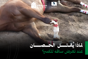 بوابة الخيل  لماذا يُقتل الحصان عند تعرض ساقه للكسر؟ 5 أسباب