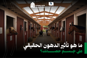 بوابة الخيل  ما هو تأثير الدهون الحقيقي على جسم حصانك؟ 7 نصائح للوقاية