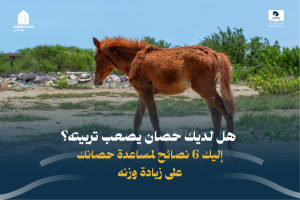 بوابة الخيل  هل لديك حصان يصعب تربيته؟ إليك 6 نصائح لمساعدة حصانك على زيادة وزنه