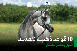 بوابة الخيل  10 قواعد ذهبية لتغذية الخيل بشكل مثالي