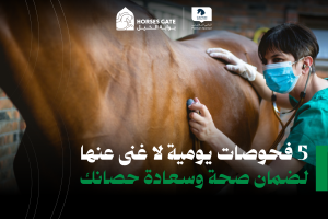 بوابة الخيل  5 فحوصات يومية لا غنى عنها لضمان صحة وسعادة حصانك