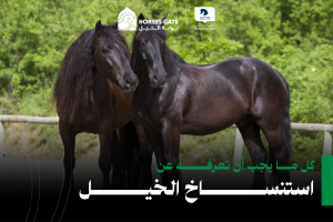 بوابة الخيل  أشياء يجب أن تعرفها عن استنساخ الخيول في 2024