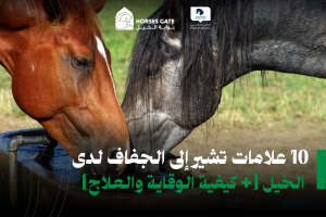 بوابة الخيل  10 علامات تشير إلى الجفاف لدى الخيل [+ كيفية الوقاية والعلاج]