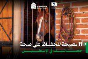 بوابة الخيل  11 نصيحة للحفاظ على صحة حصانك في الإسطبل