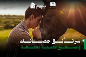 بوابة الخيل  سر تألق حصانك و9 نصائح للعناية الفعالة