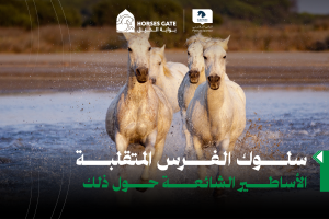 بوابة الخيل  سلوك الفرس المتقلبة: الأساطير الشائعة حول ذلك