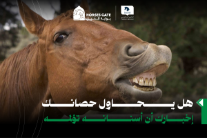 بوابة الخيل  هل يحاول حصانك إخبارك أن أسنانه تؤلمه - 6 علامات
