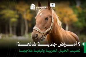 بوابة الخيل  5 أمراض جلدية شائعة تصيب الخيل العربية وكيفية علاجها