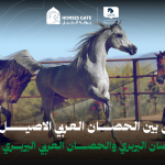 بوابة الخيل  الفرق بين الحصان العربي الاصيل والحصان البربري والحصان العربي البربري