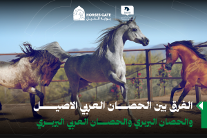 بوابة الخيل  الفرق بين الحصان العربي الاصيل والحصان البربري والحصان العربي البربري