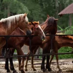 بوابة الخيل  