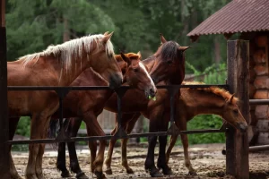بوابة الخيل  