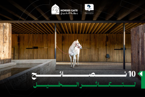 بوابة الخيل  10 نصائح لتكاثر الخيل