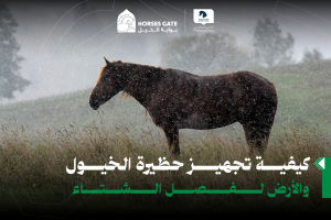 بوابة الخيل  كيفية تجهيز حظيرة الخيول والأرض لفصل الشتاء 2025