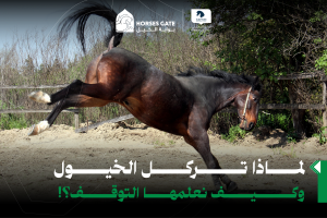 بوابة الخيل  لماذا تركل الخيول وكيف نعلمها التوقف