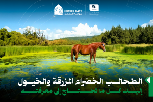 بوابة الخيل  يتناول المقال كل ما يدور حول الطحالب المزرقة وماهيتها وآثرها الخطر على صحة الخيل والمتمثل بالتسمم، سنناقش به العديد من المحاور أهما مكان تواجدها وألية حماية الخيل منها.