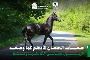 بوابة الخيل  صفات الحصان الأدهم كما وصفه الرسول صلى الله عليه وسلم