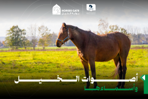 بوابة الخيل  أصوات الخيل وأسمائها السبع