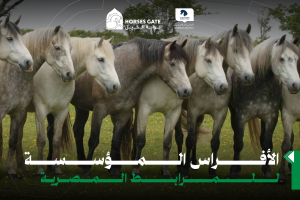 بوابة الخيل  الأفراس المؤسسة للمرابط المصرية