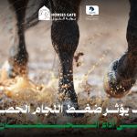 سنستعرض خلال هذه المقالة الكثير من الحقائق حول اللجام، وتأثير ضغط اللجام على أداء الحصان.