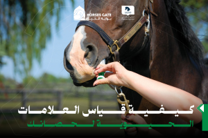 بوابة الخيل  كيفية قياس العلامات الحيوية لحصانك