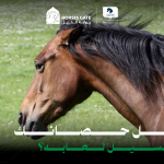 هل حصانك يسيل لعابه؟