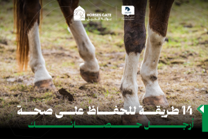 بوابة الخيل  14 طريقة للحفاظ على صحة أرجل حصانك