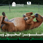 إنفلونزا الخيول وباء يركض بلا توقف