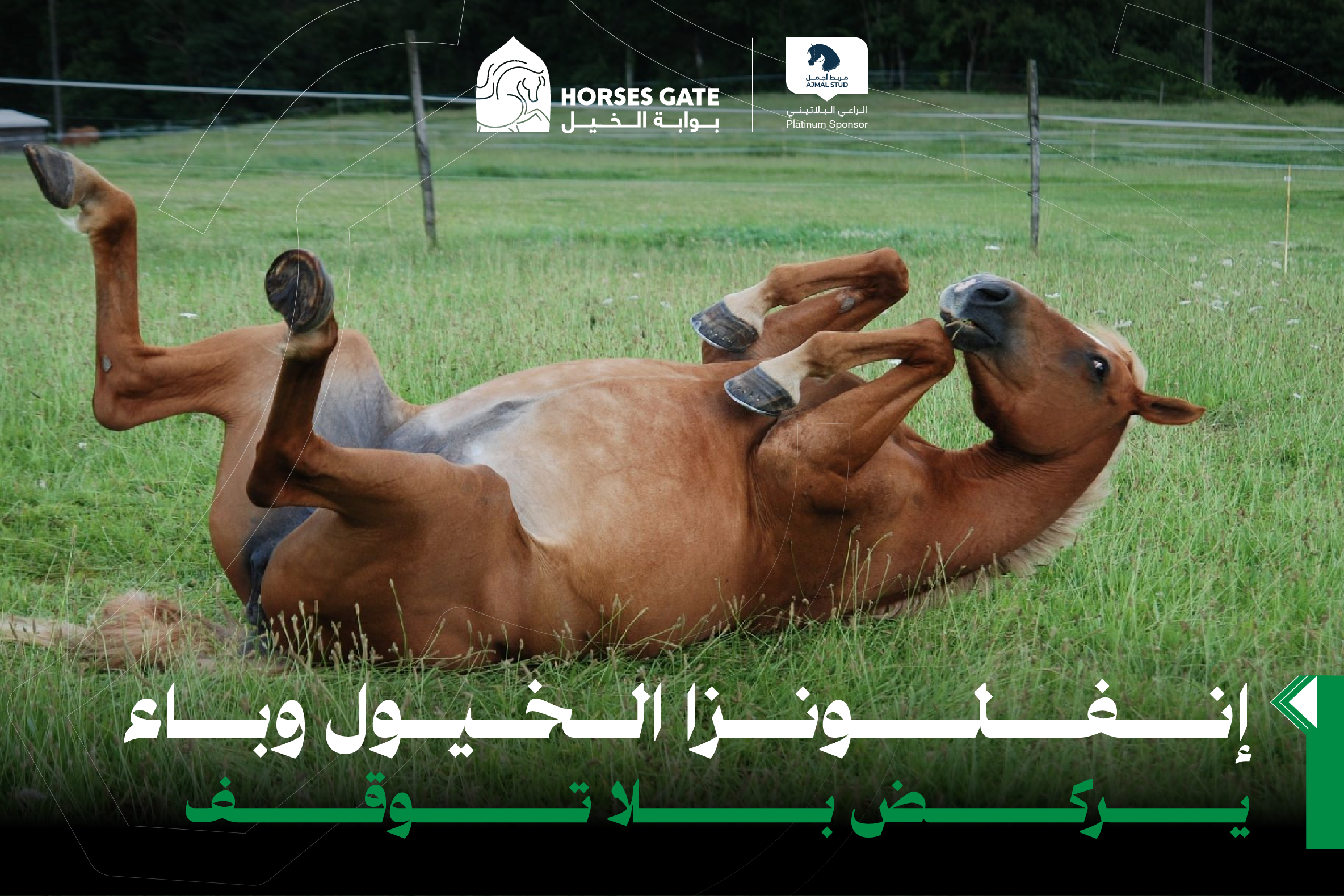 إنفلونزا الخيول وباء يركض بلا توقف