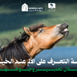 كيفية التعرف على الألم عند الخيول من خلال تعابير وجوهها