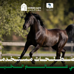 مصطلحات مستخدمة في عالم الخيل