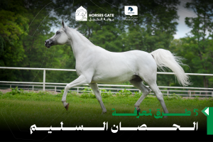 بوابة الخيل  5 طرق لمعرفة الحصان السليم