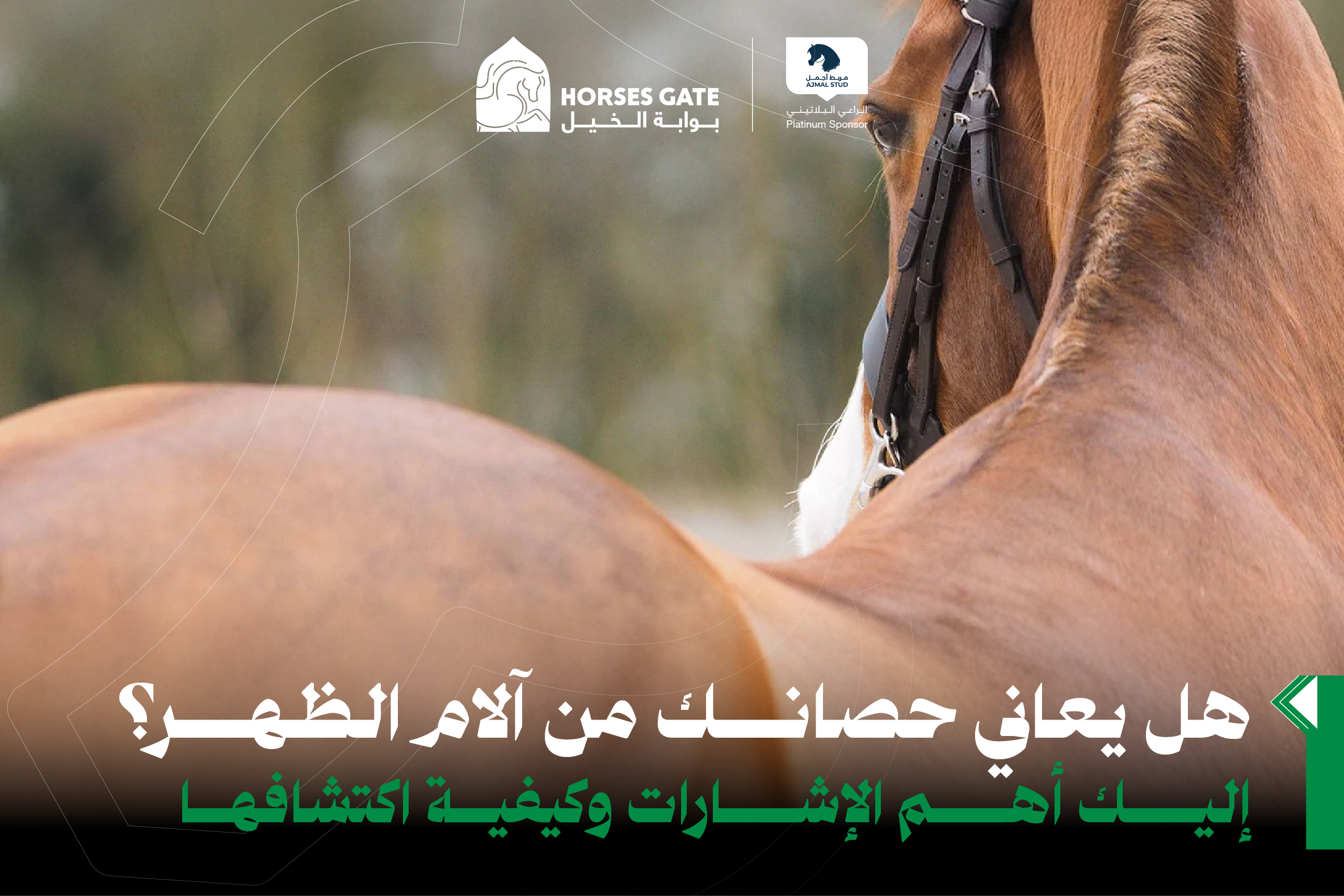 هل يعاني حصانك من آلام الظهر؟ إليك أهم 7 إشارات وكيفية اكتشافها