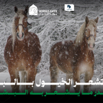 هل تشعر الخيول بالبرد بقدر ما يشعر به البشر؟