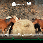 العفن والسموم في تبن الخيل 8 طرق للوقاية